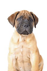 bullmastiff puppy sitting  isolated on white background