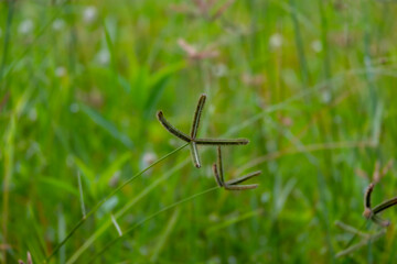 The flowers are blooming in the fields