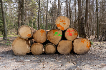 Gefällte Bäume zu einem Holzhaufen aufgestapelt und auf einem Polter abgelegt. Käferholz, Borkenkäfer