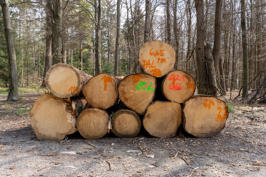 Gef&auml;llte B&auml;ume zu einem Holzhaufen aufgestapelt und auf einem Polter abgelegt. K&auml;ferholz, Borkenk&auml;fer