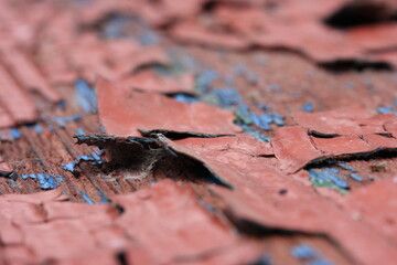Old cracked red paint background