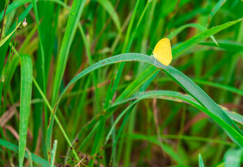 Butterfly clinging to a leaf during the day