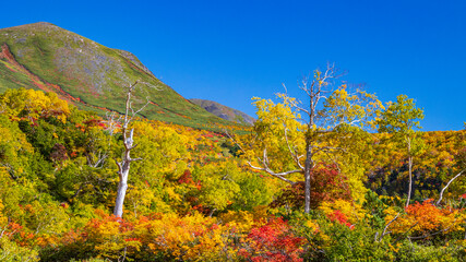 大雪高原沼　紅葉　トレッキング　秋