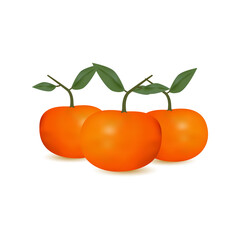 Fresh Orange Fruit Illustration with Leaves
