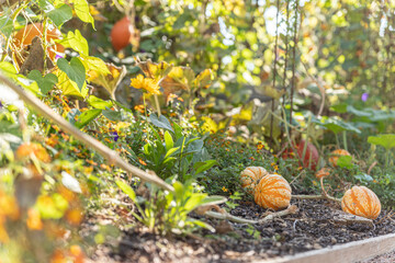 Potager de courge automne