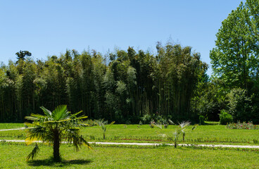 Beautiful landscape with Chinese windmill palms (Trachycarpus fortunei) or Chusan palm in foreground and bamboo Phyllostachys on background. Arboretum Park Southern Cultures in Sirius (Adler) Sochi.