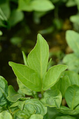 Common bogbean