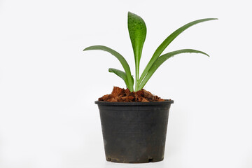 Ledebouria kirkii Baker young.In  potted plants on a white background
