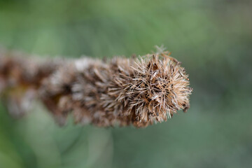 September Glory Gayfeather