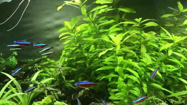 little aquarium fish. Small aquarium with fry swordsmen. Beautiful freshwater aquarium with green plants and small fish.