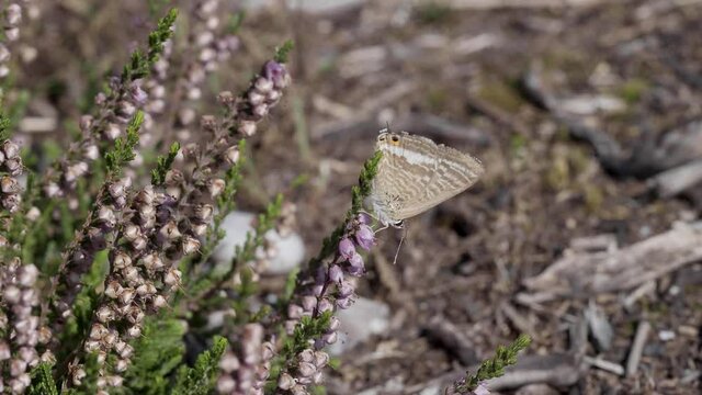 Long-tailed Blue Butterfly on Bell Heather