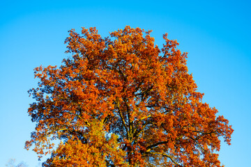 Bright orange autumnal colors of tree in the contrast to clear blue sky