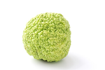 Green fruit of maclura pomifera, osage orange, horse apple, adam apple grow on white table. Maclura used in used in alternative medicine for ointment preparation, treatment of joints and sciatica.