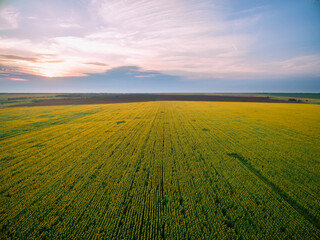 sunset over the field