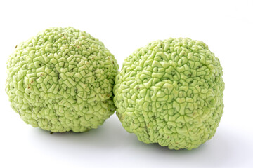 Green fruit of maclura pomifera, osage orange, horse apple, adam apple grow on white table. Maclura used in used in alternative medicine for ointment preparation, treatment of joints and sciatica.