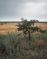 A tree in a field in cloudy weather