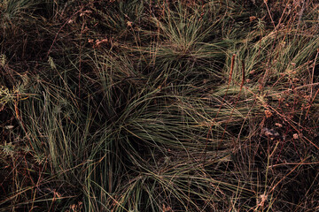 grass on the ground