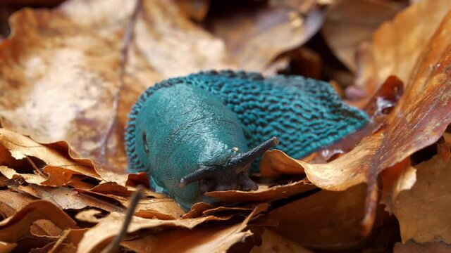 Rare blue slug on yellow leaf. Bielzia coerulans or land slug - shell-less terrestrial gastropod mollusc, endemic to Carpathian Mountains in Western Ukraine