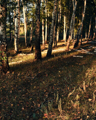 sunset in the birch forest