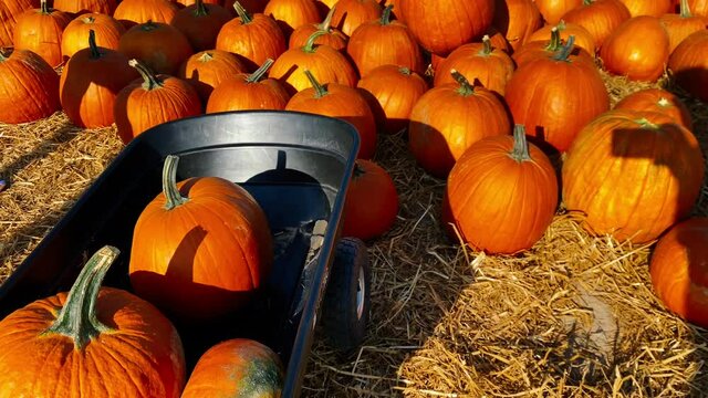 Transporting pumpkins on a garden wheelbarrow on a sunny autumn day