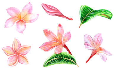 Set of tropical plumeria flowers on a white background