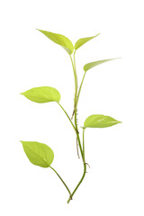 Golden pothos Epipremnum aureum Bunting Lime hanging plant isolated