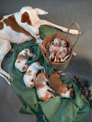 six Newborn puppies with mother in the decor. dog Spanish greyhound. 