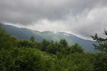 Georgia, mountains in the fog, green forest.