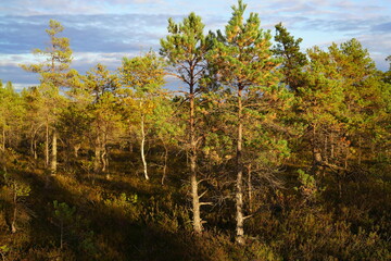 forest in autumn