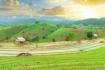 Rice fields and green rice plantations in the mountains in a natural atmosphere