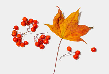 Autumn pattern of dry maple leaves and rowan berries
