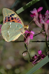 butterfly on flower