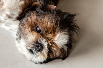 Lazy dog. Funny Shih tzu dog sleeping and relaxing on the floor at home. Pet lifestyle and health concept.