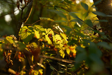 Green trees leaves summer nature fresh air