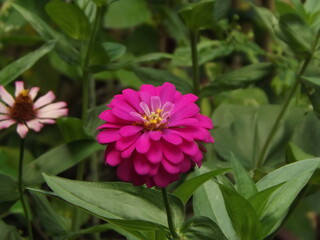Blurry blooming Zinnia flower with green leaves as background. 