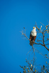 Low-angle shot of a bird on the branch Okavanga Delta, Botswana. © Eric Ward/Wirestock