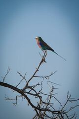 Low-angle shot of a bird on the branch Okavanga Delta, Botswana. © Eric Ward/Wirestock