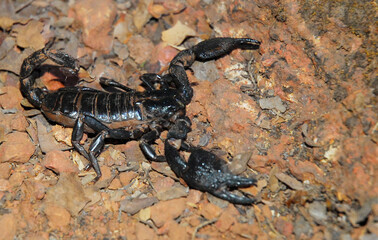 Black scorpion on ground, Heterometrus bengalensis, Phansad, Maharashtra, India