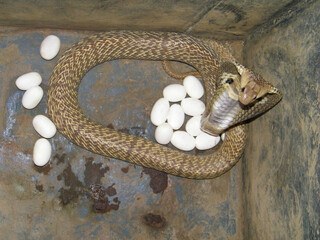 Cobra guarding its eggs, Naja naja, Mumbai, Maharashtra, India