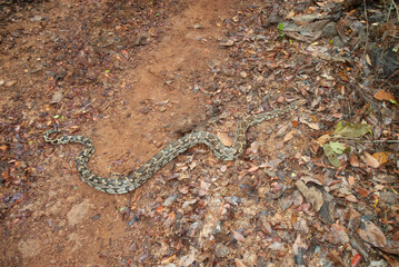 Indian rock python, Python molurus molurus, Phansad, Maharashtra, India