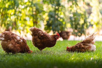 Rooster and chickens in the farmyard