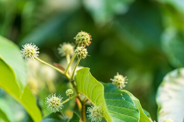 Abstract of a plant on a green background