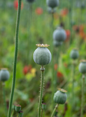 poppy flowers and poppy heads in sunshine