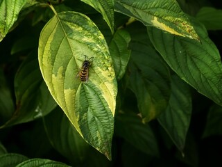 Wasp on leaf