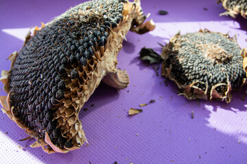 Half of sunflower head on a purple