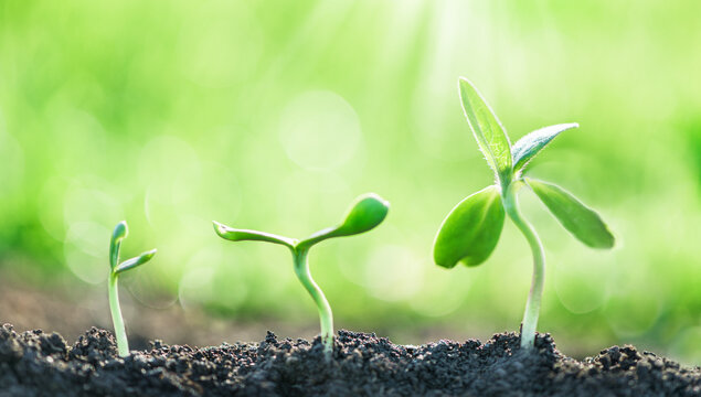 green seedling plants growing, nature background
