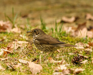 song thrush (Turdus philomelos) searching for food on the ground