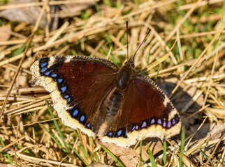 mourning cloak butterfly (Nymphalis antiopa) or Camberwell beauty on dry grass