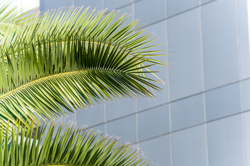 Fototapeta na wymiar Palm leaves on the wall of the house
