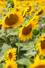 Fototapeta premium Blooming sunflowers natural background, close-up.